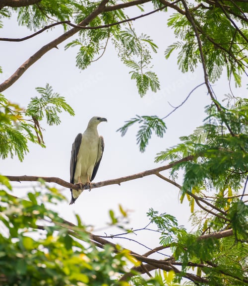 Preview: White-breasted sea eagle perch on a tree branch near the Kumbichchan Kulama tank.