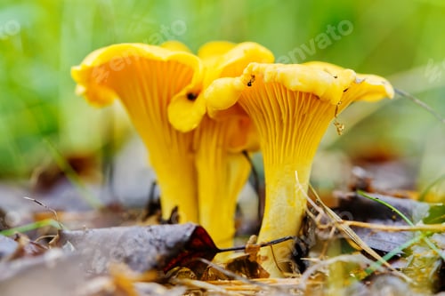 Vista previa: Edible mushrooms. Close up of chanterelle mushrooms in a forest