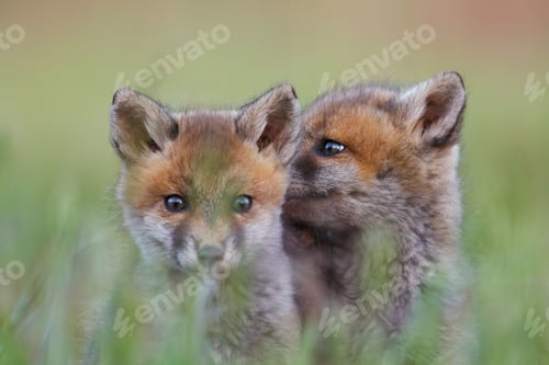 Preview: Adorable fox cubs playing in a meadow