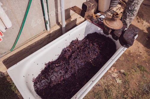 Preview: Fresh grape pulp in a white container in the backyard.