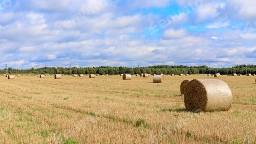 Preview: Haystacks in the field in summer