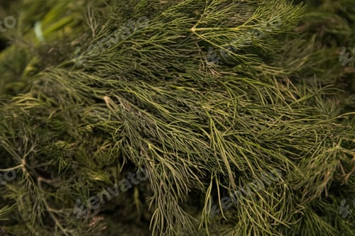 Preview: Photo of dill in supermarket, photo for your advertising