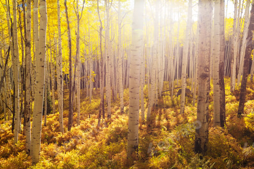 Autumn forest