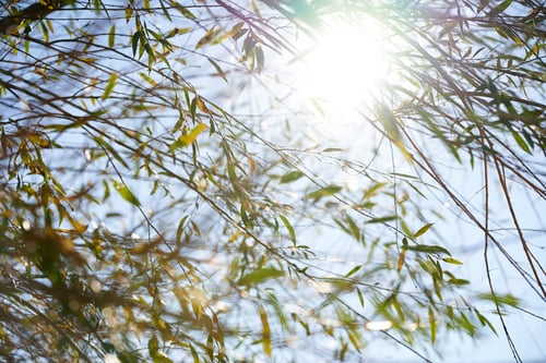 Preview: The sun shines through the branches