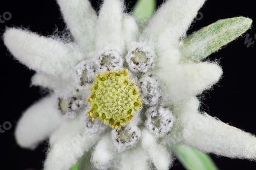 Preview: edelweiss