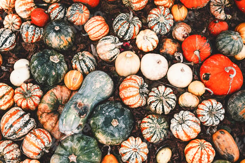 Preview: Colorful pumpkins and squashes in different varieties. Background