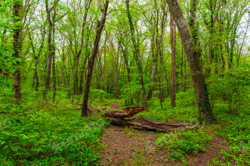 Preview: A fallen tree blocked the path in the forest