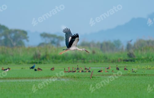 Preview: Openbill stork fly alone over grass field to look for food and go back to it's habitat.