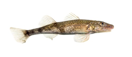 Preview: Side view Rhone streber, zingel asper, freshwater fish, isolated on white