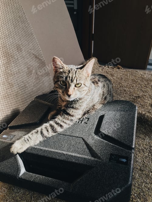 Preview: Portrait of a funny striped cat with an attentive look