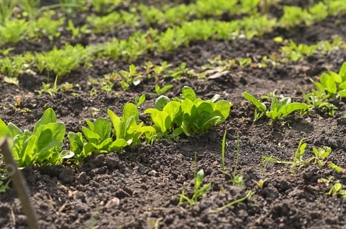 Preview: a row of spinach on a vegetable garden
