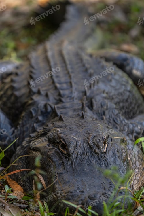Preview: Close-up of an alligator resting on grass