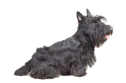 Preview: Scottish terrier