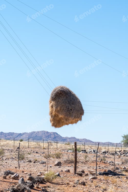 Preview: Community bird nest hanging on telephone wires