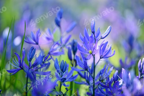 Preview: Blue flowers in a grassy field