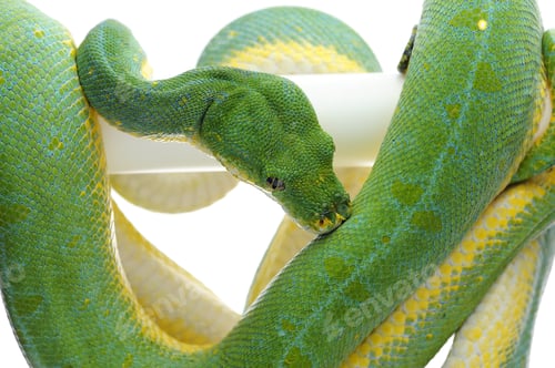 Preview: Green tree python isolated on white background