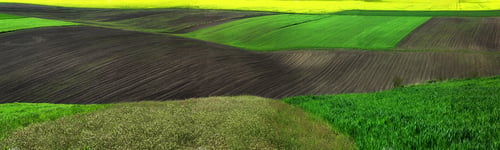 Preview: Agricultural fields, waves and hills of green winter wheat, arable land, patchwork