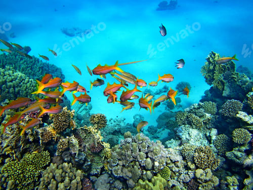Preview: Closeup underwater shot of a school of red fish swimming near a coral reef
