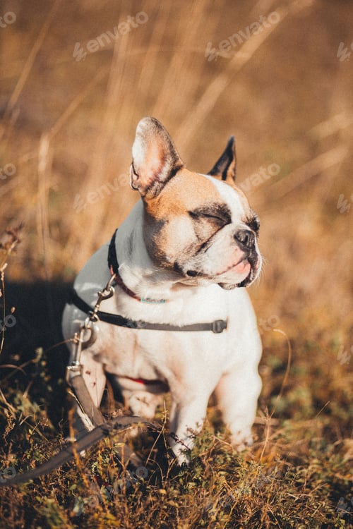 Preview: French Bulldog enjoys the sunshine in the field