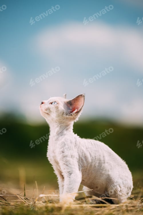 Preview: Sweet Devon Rex Cat Funny Curious Young White Devon Rex Kitten In Grass. Short-haired Cat Of English