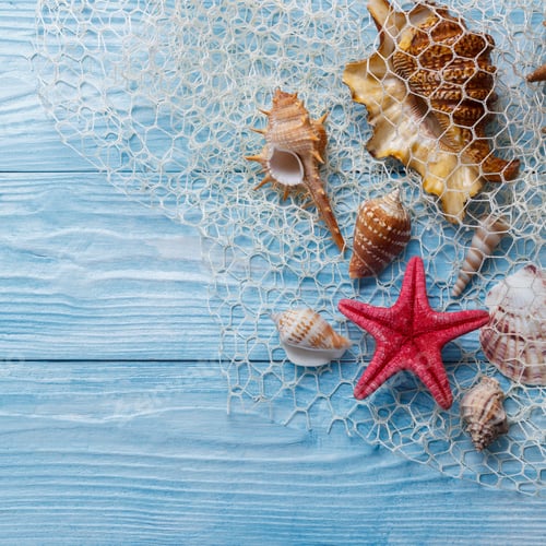 Preview: Sea shells on blue wooden board
