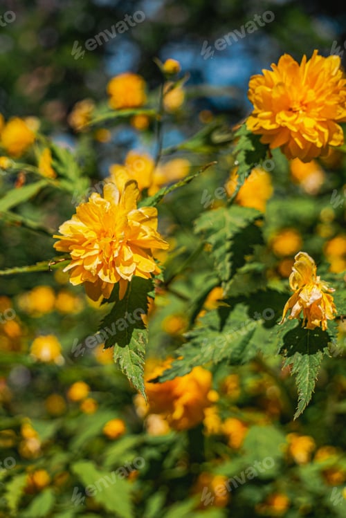 Preview: Orange wildflowers on the bush