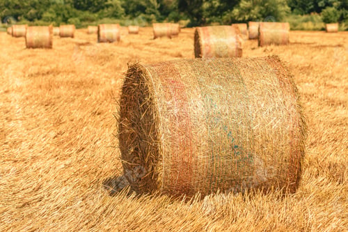 Preview: Rolled up and dried hay bales on agricultural field ready to be stored as fodder