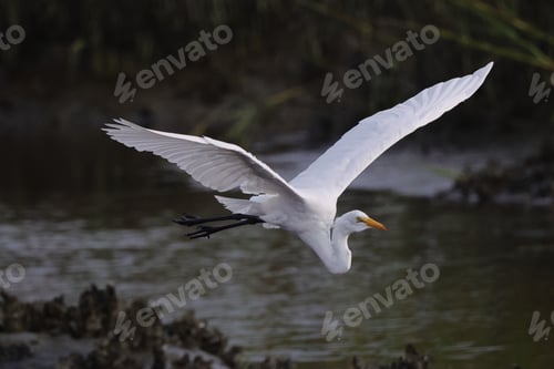 Preview: White heron in flight