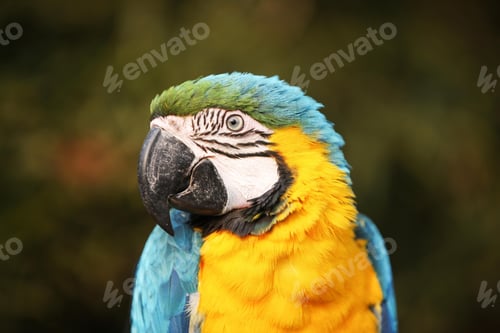 Preview: bird, parrot, Scarlet, Macaw