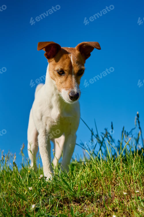 Preview: Portrait of Jack Russell Terrier dog on Vibrant Green Grass Under Clear Blue Sky