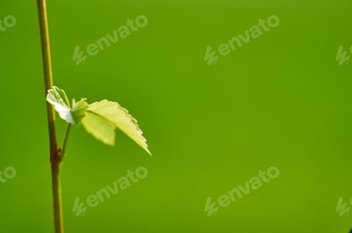 Preview: Green leaves on a green background in the spring. Shallow depth of field