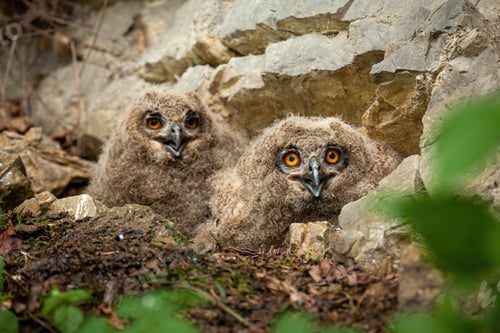 Preview: Surprised eurasian eagle-owl chicks on nest in spring nature