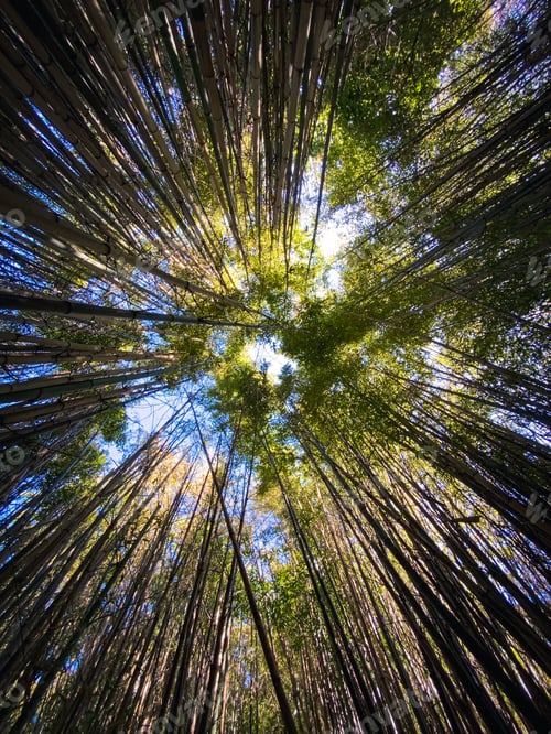 Preview: Looking up canopy of bamboo trees into shining sun
