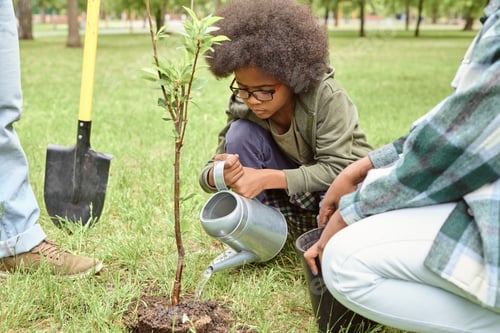 Preview: Little boy watering small tree after planting it in park