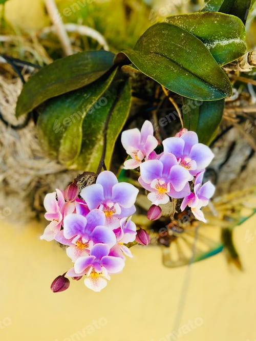Preview: Pink orchids on a yellow background.