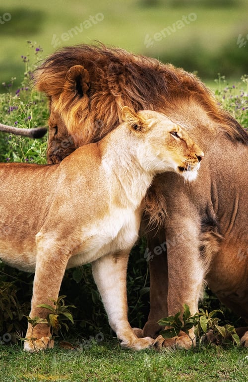 Preview: A Beautiful wildlife in the World