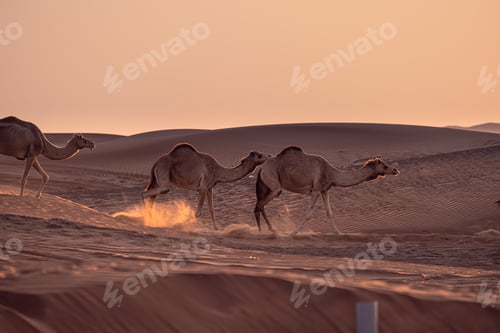 Preview: Camels in Dubai dessert