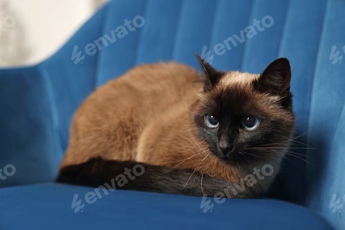 Preview: Adorable Thai cat resting on soft armchair at home