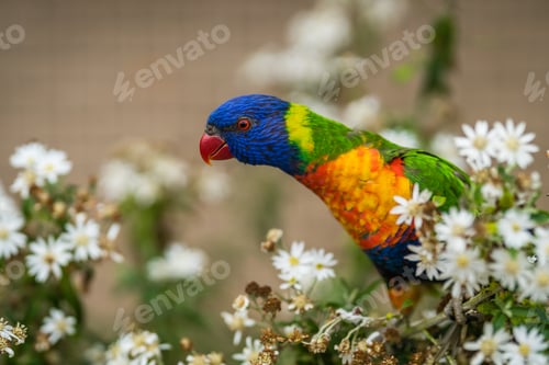 Preview: Colourful parrot Rainbow called Lorikeet
