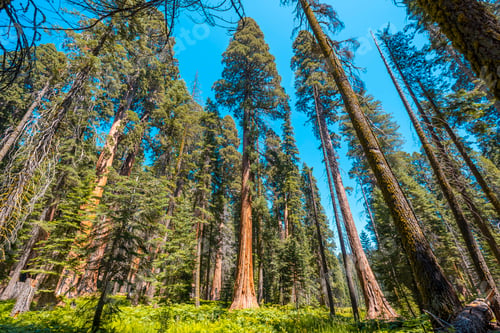 Preview: Giant trees in a meadow of Sequoia National Park, California. United States