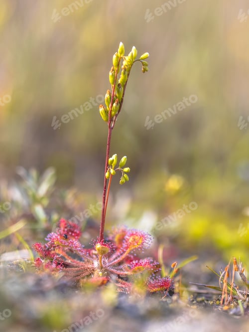 Preview: Common sundew wildflower