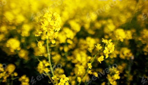 Preview: Close-up on flowers of rapeseed against background of leaves in sunshine