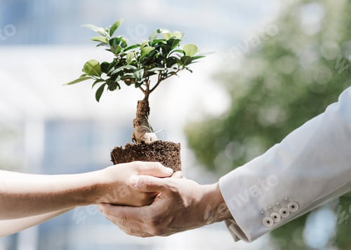 Preview: Man and boy holding bonsai tree