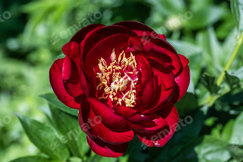 Preview: Paeonia Buckeye Belle flowers in garden