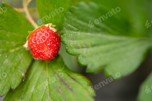 Preview: A small red strawberry is on a leaf