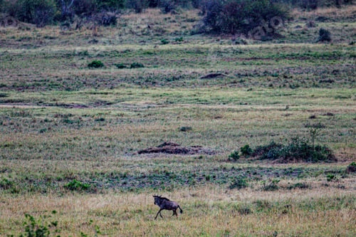 Preview: Cheetah Wildlife Wild Animas Maasai Mara National Game Reserve Kenya