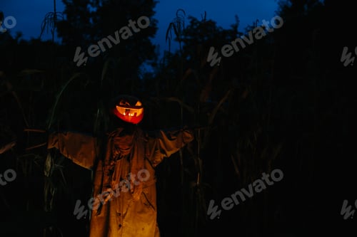 Preview: Scary pumpkin scarecrow in a cornfield at night. Halloween holiday concept.
