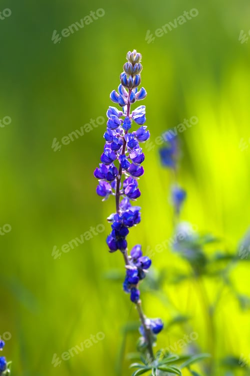 Preview: Blue lupine in the spring, natural background