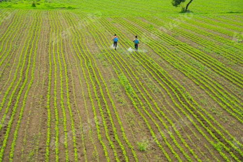 Preview: Indian farmer spraying pesticide in soybean fields.
