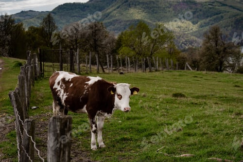 Preview: Beautiful cow grazing in a field